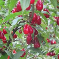 Саженец Кизил Николка в контейнере